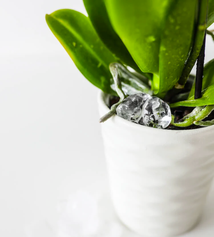 Watering Orchids with Ice Cubes Yes, It’s Safe